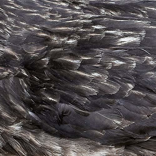 Arstidir ( Vinyl ) { Vinyl }